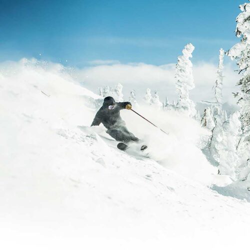 A skier shredding atop a snow covered mountain on a sunny, blue-sky day at Grand Targhee Resort.